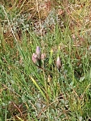 Gentiana sceptrum