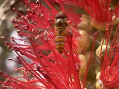 Episyrphus viridaureus