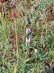 Gentiana sceptrum