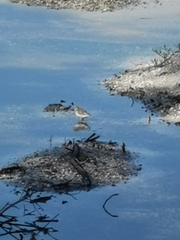 Calidris minutilla