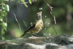 Coccothraustes vespertinus