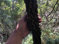 Secamone elliptica