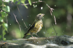 Coccothraustes vespertinus