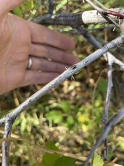 Rosa nutkana macdougalii