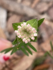 Pimelea linifolia