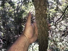 Secamone elliptica