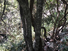 Secamone elliptica