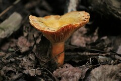 Lactarius thyinos