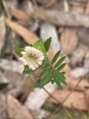 Pimelea linifolia