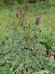 Sanguisorba officinalis