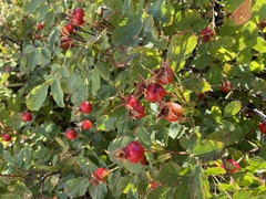 Rosa nutkana macdougalii