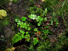 Adiantum cunninghamii