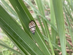 Drymaeus multilineatus