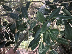 Diospyros fasciculosa