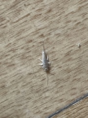 Lepismatidae