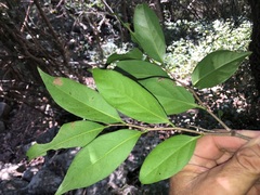 Diospyros fasciculosa