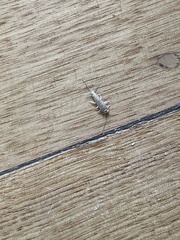 Lepismatidae