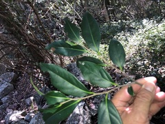 Diospyros fasciculosa