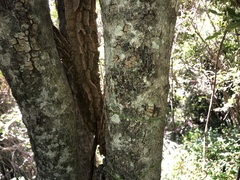 Diospyros fasciculosa