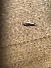 Lepismatidae