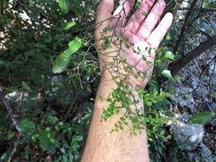 Everistia vacciniifolia nervosa