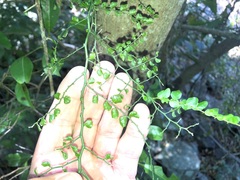 Everistia vacciniifolia nervosa