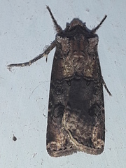 Noctuinae