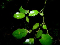 Melicytus micranthus