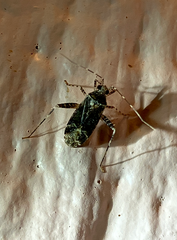 Phytocoris