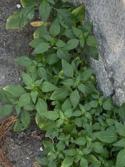 Acalypha