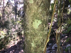 Diospyros fasciculosa