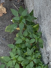 Acalypha