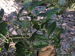 Diospyros fasciculosa