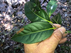 Diospyros fasciculosa