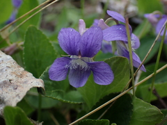 Viola adunca