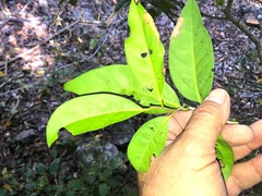 Diospyros fasciculosa