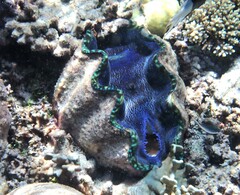 Tridacna derasa