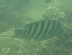 Abudefduf bengalensis