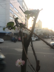 Malus