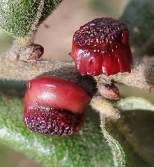 Disholcaspis prehensa