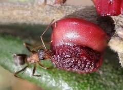 Disholcaspis prehensa