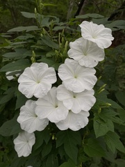 Ipomoea lottiae