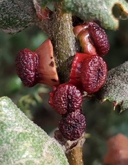 Disholcaspis prehensa