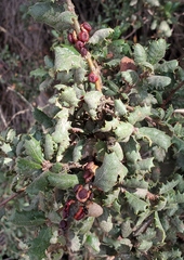 Disholcaspis prehensa