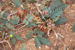 Neptunia dimorphantha