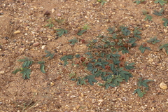 Neptunia dimorphantha