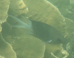 Acanthochromis polyacanthus