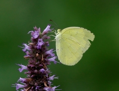 Eurema hecabe