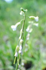 Boechera retrofracta