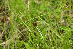Epelis truncataria